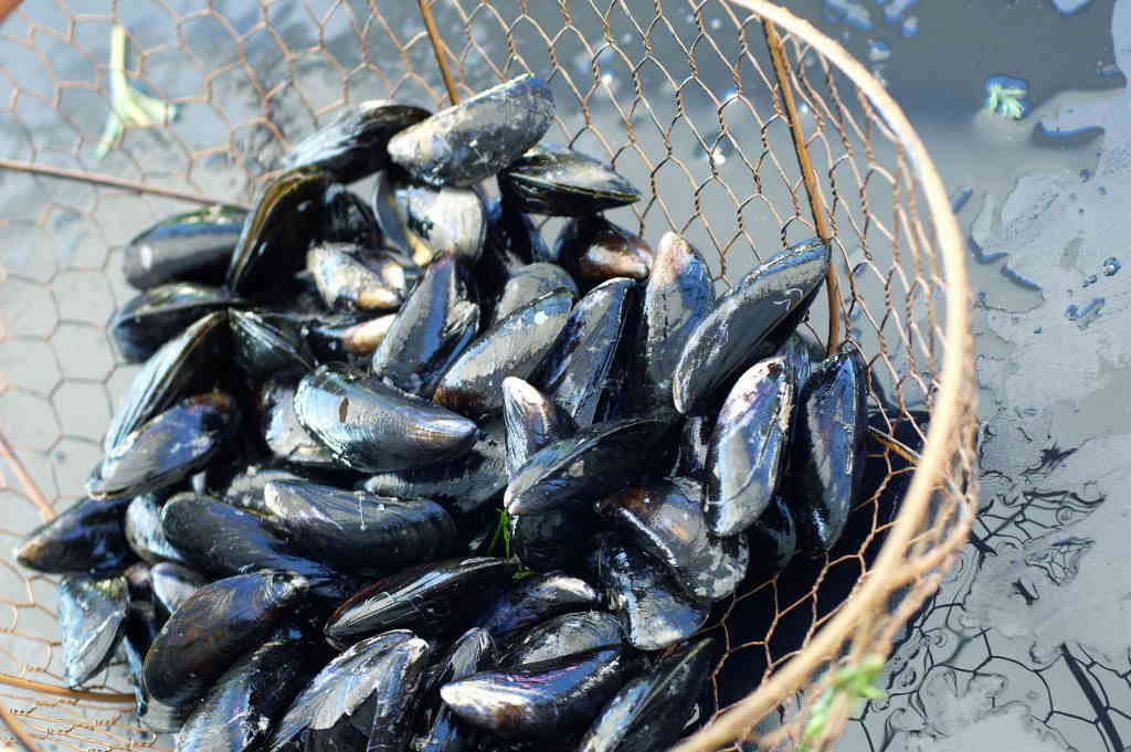 moules de bouchot à trebeurden